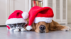 How to Have a Pet-Safe Christmas: Tips for a Festive Season Without the Stress