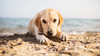 Staying Safe at the Seaside: Tips for Your Dog's Summer Adventure