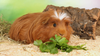 How to Look After a Guinea Pig: A Complete Guide