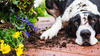 Late Summer Lawn Care for Pet Owners: Keeping Your Garden Healthy and Safe