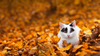 Preparing Your Pet for Autumn: Seasonal Health and Wellness Tips