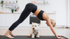 New Year, New Healthy Habits – How to Improve Your Pet's Wellness in 2025