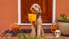 Halloween Safety for Pets: How to Keep Them Safe and Stress-Free