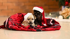 Keeping Your Pets Happy and Healthy Between Christmas and New Year