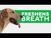 TropiClean Fresh Breath Oral Care Gel For Dogs 118ml